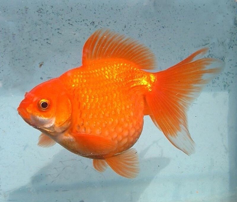 Золотая рыбка Жемчужинка